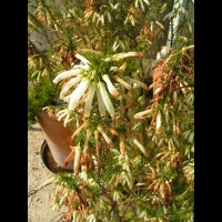 Erica Mammosa (fam. Ericacees) (Parc de la tete d'or) (2)